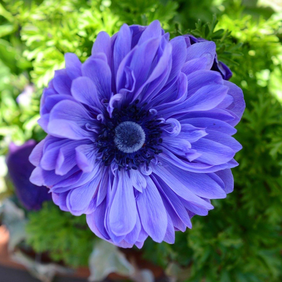 anemone  アネモネ 2015年 June Ultra Orange Tube Anemone | Corals Anonymous